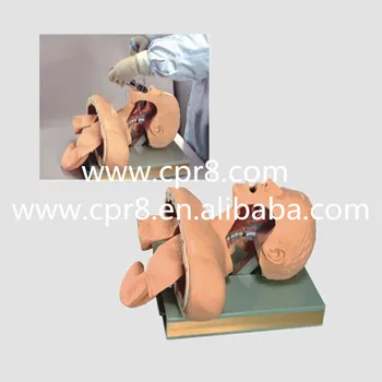 BIX-J51 Airway Intubation Model(With Alarm Device), Trachea Weasand Intubation Tube Cannula Training Manikin Model WBW398
BIX-J51 Airway Intubation Model(With Alarm Device), Trachea Weasand Intubation Tube Cannula Training Manikin Model WBW398