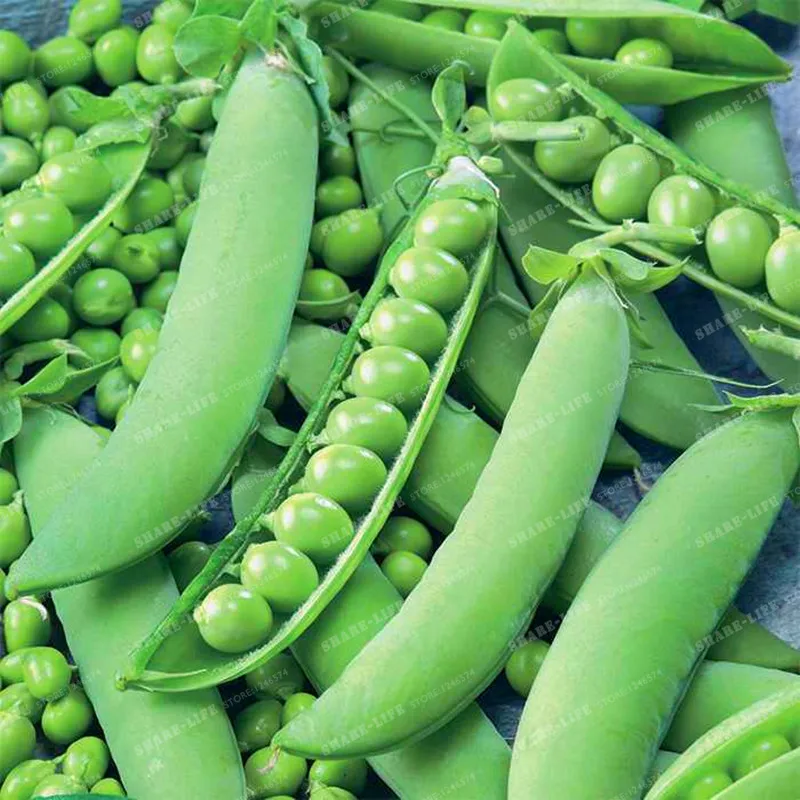 10 Pcs/bag Pea Bonsai ~Organic Super Sweet Green Arrow Bean Bonsai ~ Organically Grown . Heirloom Bonsai Vegetables Garden Plant
10 Pcs/bag Pea Bonsai ~Organic Super Sweet Green Arrow Bean Bonsai ~ Organically Grown . Heirloom Bonsai Vegetables Garden Plant