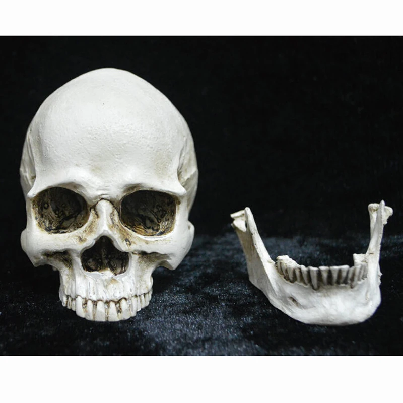 Small Plastic Resin Halloween Skull Decorations Holiday Props Realistic Skull Model Toys Haunted House Halloween Party Yard
Small Plastic Resin Halloween Skull Decorations Holiday Props Realistic Skull Model Toys Haunted House Halloween Party Yard