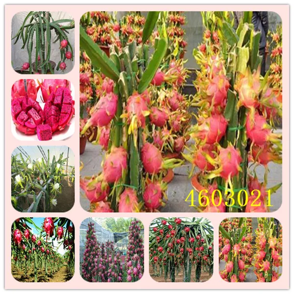 200 Pcs Japanese sweets Pitaya bonsai Organic Bonsai Plants Fruit Anti-aging NON-GMO White Dragon Fruit bonsai For Home Garden
200 Pcs Japanese sweets Pitaya bonsai Organic Bonsai Plants Fruit Anti-aging NON-GMO White Dragon Fruit bonsai For Home Garden