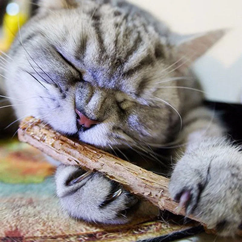 

5Pcs Pure Natural Catnip Cat Molar Toothpaste Stick Cat Cleaning Teeth Silvervine Pet Kitten Snacks Sticks Chew Toys