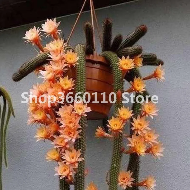 Limited Hot Sale Sementes Cactus (hildewintera Colademononis) Plants Succulents bonsai Diy Home Garden - 100 Pcs/lot
Limited Hot Sale Sementes Cactus (hildewintera Colademononis) Plants Succulents bonsai Diy Home Garden - 100 Pcs/lot
