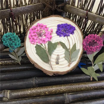 Wholesale Dried Pressed Flowers Narcissus with stem Party Decorative Material Free shipment 1 lot / 100 pcs
Wholesale Dried Pressed Flowers Narcissus with stem Party Decorative Material Free shipment 1 lot / 100 pcs