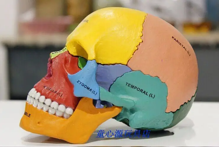 4D MASTER Human skull colorful model medical science skeleton assembled model free shipping
4D MASTER Human skull colorful model medical science skeleton assembled model free shipping