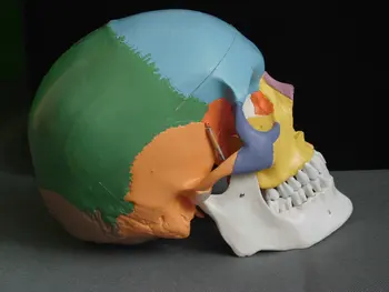 Medical Human Skull Model 1: 1 Simulation Head Skull Oral and Maxillofacial Beauty Micro Head Model
Medical Human Skull Model 1: 1 Simulation Head Skull Oral and Maxillofacial Beauty Micro Head Model