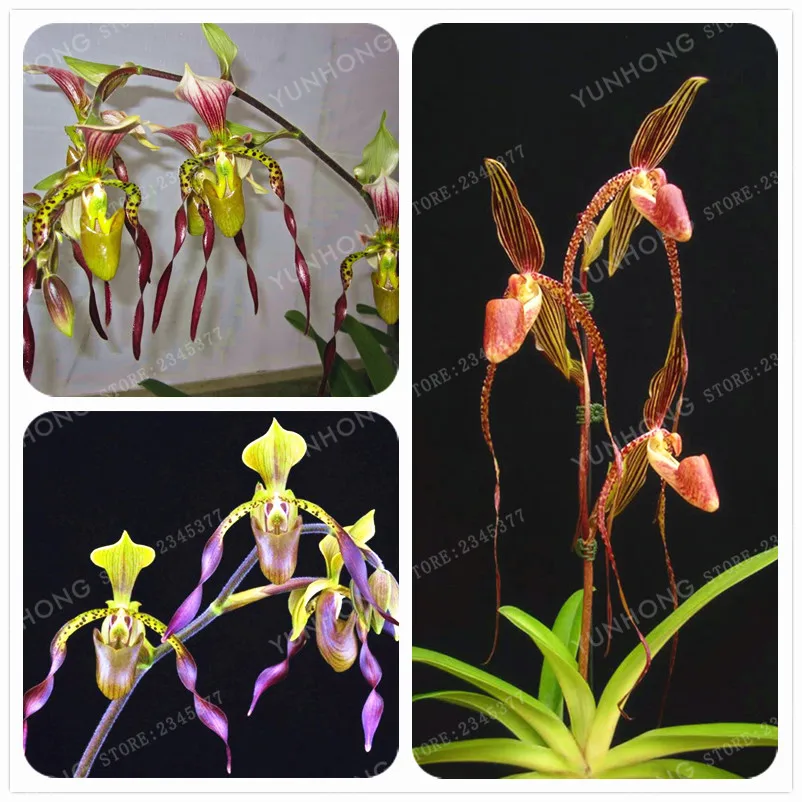 Paohiopedilum Parishii Bonsai Cypripedium Bonsai Flowers Paphiopedilum Orchid Flower Bonsai 50 Pcs
Paohiopedilum Parishii Bonsai Cypripedium Bonsai Flowers Paphiopedilum Orchid Flower Bonsai 50 Pcs