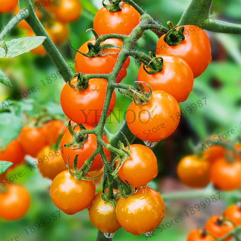 Hot Sale!200pcs colourful cherry tomato Plants Balcony Fruits and Vegetables Garden Potted Bonsai Potted Plant Tomato Plantas F 
Hot Sale!200pcs colourful cherry tomato Plants Balcony Fruits and Vegetables Garden Potted Bonsai Potted Plant Tomato Plantas F