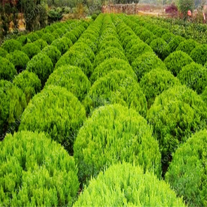 100 pcs Bonsai Juniper Tree Potted Perennial Outdoor Juniper Balls Flowers Purify the Air for DIY Home Garden Plant Easy to Grow
100 pcs Bonsai Juniper Tree Potted Perennial Outdoor Juniper Balls Flowers Purify the Air for DIY Home Garden Plant Easy to Grow