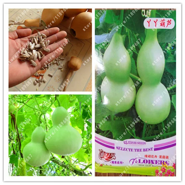 Original package-True Bottle Gourd plants Big Wine Gourd Spoon Lagenaria Siceraria Calabash Gourd Vegetable
Original package-True Bottle Gourd plants Big Wine Gourd Spoon Lagenaria Siceraria Calabash Gourd Vegetable