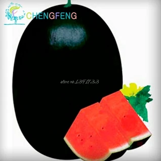 Hot Sale 50pcs Watermelon bonsai Fruit Vegetable bonsais Blue Yellow Green Watermelon Garden Home Plantas Fruits
Hot Sale 50pcs Watermelon bonsai Fruit Vegetable bonsais Blue Yellow Green Watermelon Garden Home Plantas Fruits