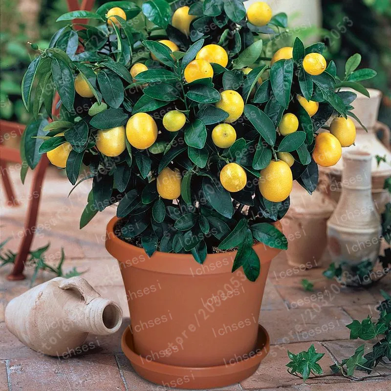 40pcs/Edible Fruit Meyer Lemon bonsai, Exotic Citrus Bonsai Lemon Tree Fresh plants fruit vegetable
40pcs/Edible Fruit Meyer Lemon bonsai, Exotic Citrus Bonsai Lemon Tree Fresh plants fruit vegetable