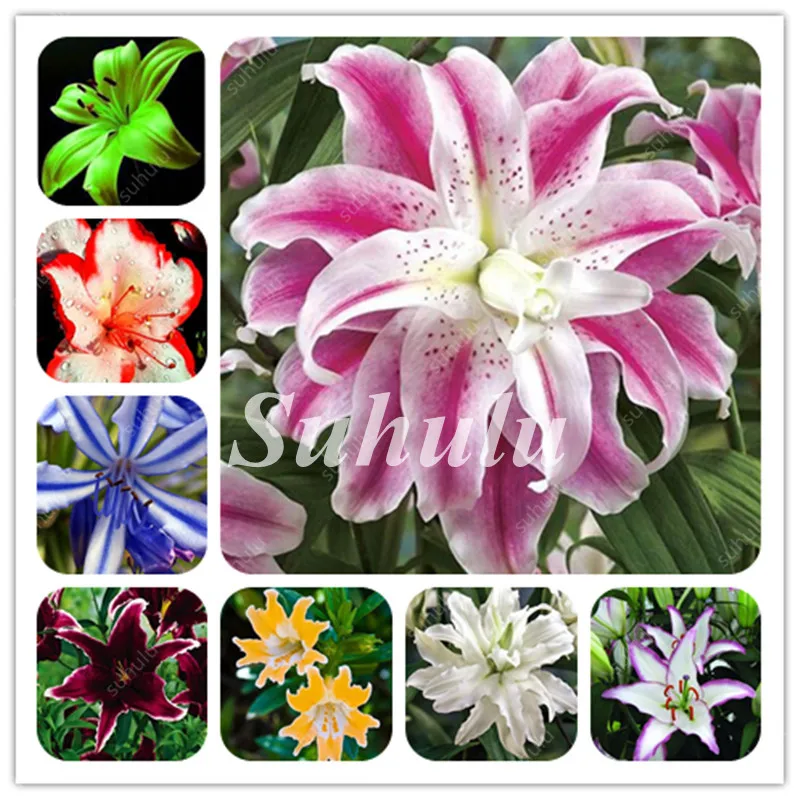 Promotion! Rare Lily Bonsai Not Bulbs Exotic Lilium Flower Bonsai Pleasant Fragrance Plant For Home Garden Flower Pot - 200 Pcs
Promotion! Rare Lily Bonsai Not Bulbs Exotic Lilium Flower Bonsai Pleasant Fragrance Plant For Home Garden Flower Pot - 200 Pcs