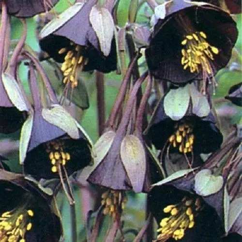 Image 25+seeds pack CHOCOLATE SOLDIER AQUILEGIA CHOCOLATE AND GREEN BI COLOR   PERENNIAL