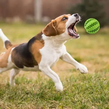 pet molar toy watermelon ball silicone toy dog molar ball bite clean teeth leakage food ball chewing cat toy
pet molar toy watermelon ball silicone toy dog molar ball bite clean teeth leakage food ball chewing cat toy