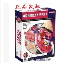 4D MASTER Puzzle assembly Human assembled model medical teaching Kidney Model free shipping
4D MASTER Puzzle assembly Human assembled model medical teaching Kidney Model free shipping