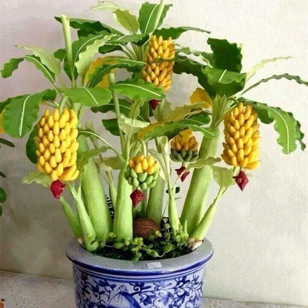 Tropical Fruit 100Pcs Banana Bonsai Fruit Tree Balcony Flower for Home Planting Dwar Bonsai Tree
Tropical Fruit 100Pcs Banana Bonsai Fruit Tree Balcony Flower for Home Planting Dwar Bonsai Tree