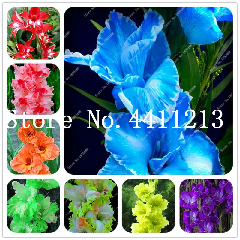 50 pcs Perennial Gladiolus Flower Bonsai, Rare Sword Lily Flower for DIY Home garden planting Aerobic potted plants decoration
50 pcs Perennial Gladiolus Flower Bonsai, Rare Sword Lily Flower for DIY Home garden planting Aerobic potted plants decoration