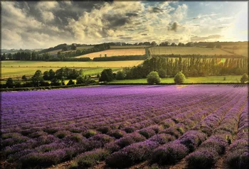 Laeacco Cloudy Sky Farm Lavender Field Scenic Photography Backgrounds Vinyl Custom Photographic Backdrops For Photo Studio
Laeacco Cloudy Sky Farm Lavender Field Scenic Photography Backgrounds Vinyl Custom Photographic Backdrops For Photo Studio