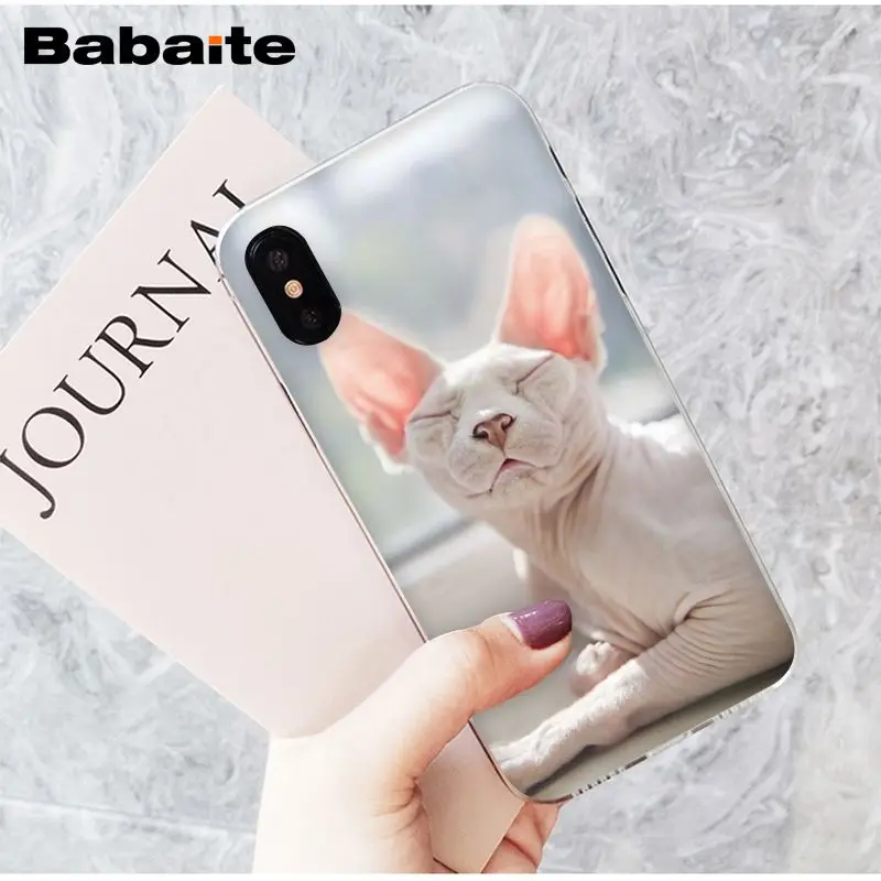 sphynx cat