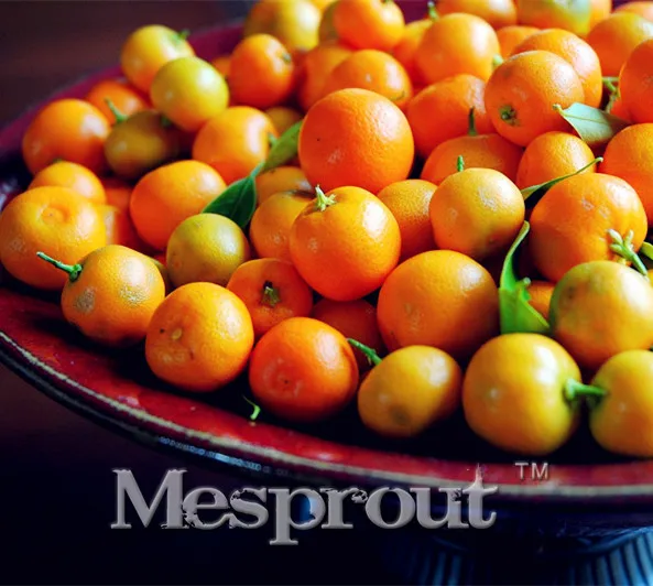 Cheap bonsai 30pcs Edible Oranges Fruit Mandarin Bonsai Tree plant Citrus Pots Plants Mini Garden Mandarin Orange plant Sementes
Cheap bonsai 30pcs Edible Oranges Fruit Mandarin Bonsai Tree plant Citrus Pots Plants Mini Garden Mandarin Orange plant Sementes