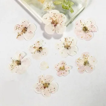 120pcs Pressed Dried Prunus Armeniaca Flowers Plant Herbarium For Jewelry Phone Case Postcard Bookmark DIY Making
120pcs Pressed Dried Prunus Armeniaca Flowers Plant Herbarium For Jewelry Phone Case Postcard Bookmark DIY Making