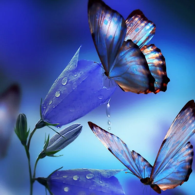 Butterfly-flowers-nimal-new-arrival-DIY-Crystal-full-drill-square-5D-diamond-painting-cross-stitch-kit (3)