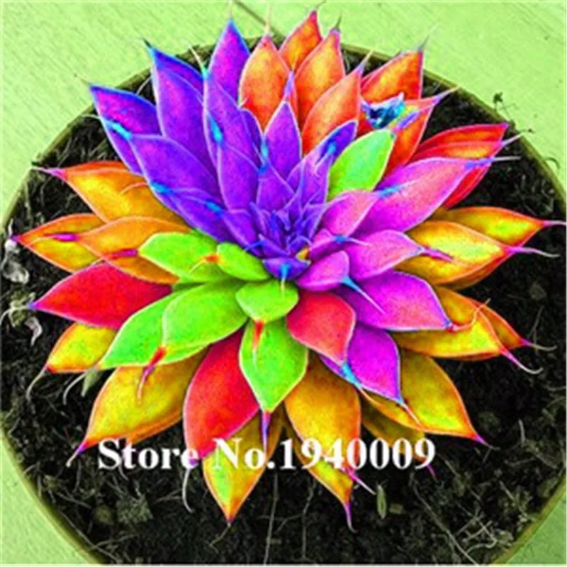 Bonsai 100 Pcs Exotic Rainbow Succulent Bonsai Plants Beauty Cactus Organic Garden Succulent Bonsai Balcony Flower Planting
Bonsai 100 Pcs Exotic Rainbow Succulent Bonsai Plants Beauty Cactus Organic Garden Succulent Bonsai Balcony Flower Planting