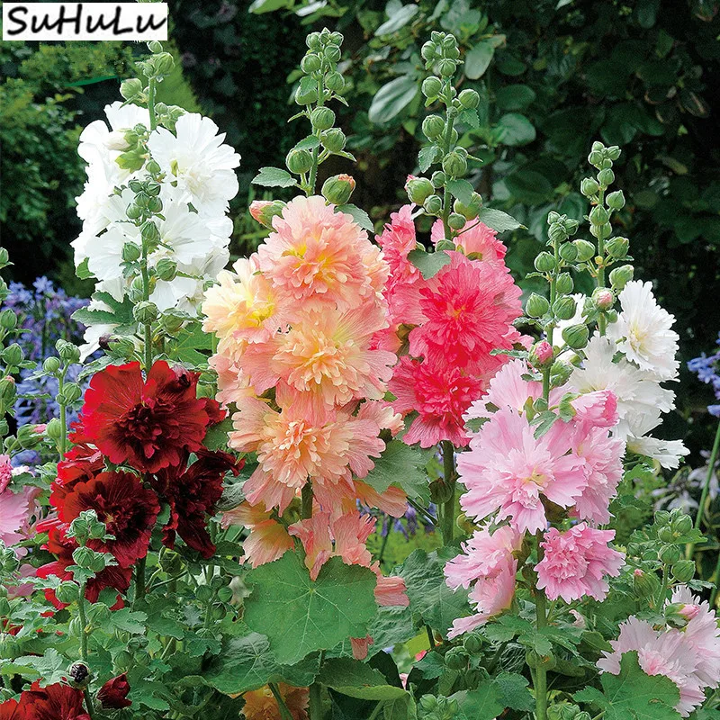 200 Pcs Rare Heirloom Hollyhock Bonsai Alcea Rosea Garden Greenhouse Plants Balcony Potted Plant, Mix Colors Purifying Air
200 Pcs Rare Heirloom Hollyhock Bonsai Alcea Rosea Garden Greenhouse Plants Balcony Potted Plant, Mix Colors Purifying Air