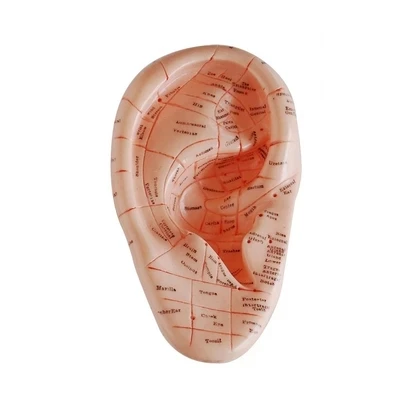 Emulated acupuncture eardrum auricular point 17cm for Training and teaching use free shipping
Emulated acupuncture eardrum auricular point 17cm for Training and teaching use free shipping