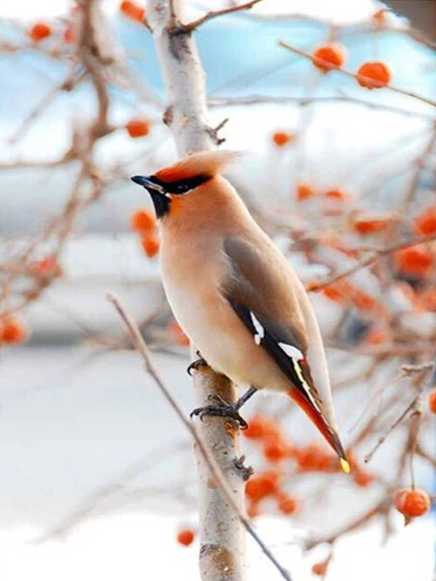 diamond painting birds winter landscape Resin Full Diamond embroidery cross stitch kits rhinestones pasted pictures cheap price
diamond painting birds winter landscape Resin Full Diamond embroidery cross stitch kits rhinestones pasted pictures cheap price