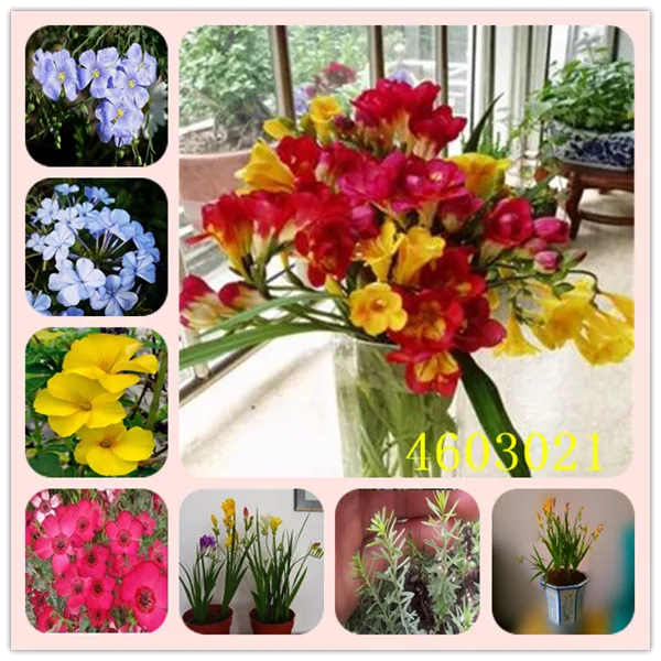 100 pcs/ bag Bonsai Hybrid Color Flax Outdoor & Indoor Herb Potted Hanging Flower Plant for Home Garden Planting Easy Grow
100 pcs/ bag Bonsai Hybrid Color Flax Outdoor & Indoor Herb Potted Hanging Flower Plant for Home Garden Planting Easy Grow
