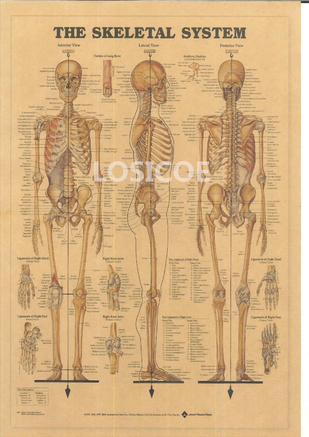 Фото Винтажные плакаты в виде скелетной системы крафт-бумага настенная наклейка