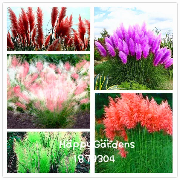 100pcs/bag pampas garss,pampas bonsai,pampas grass plant,Ornamental Plant Flowers Cortaderia Selloana Grass flores for home gard
100pcs/bag pampas garss,pampas bonsai,pampas grass plant,Ornamental Plant Flowers Cortaderia Selloana Grass flores for home gard
