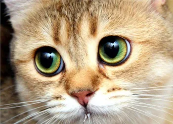 Full Diamond Embroidery Animal Cat Big Eyes 5D Diamond Painting Cross Stitch 3D Diamond Mosaic Needlework Crafts Christmas Gifts
Full Diamond Embroidery Animal Cat Big Eyes 5D Diamond Painting Cross Stitch 3D Diamond Mosaic Needlework Crafts Christmas Gifts