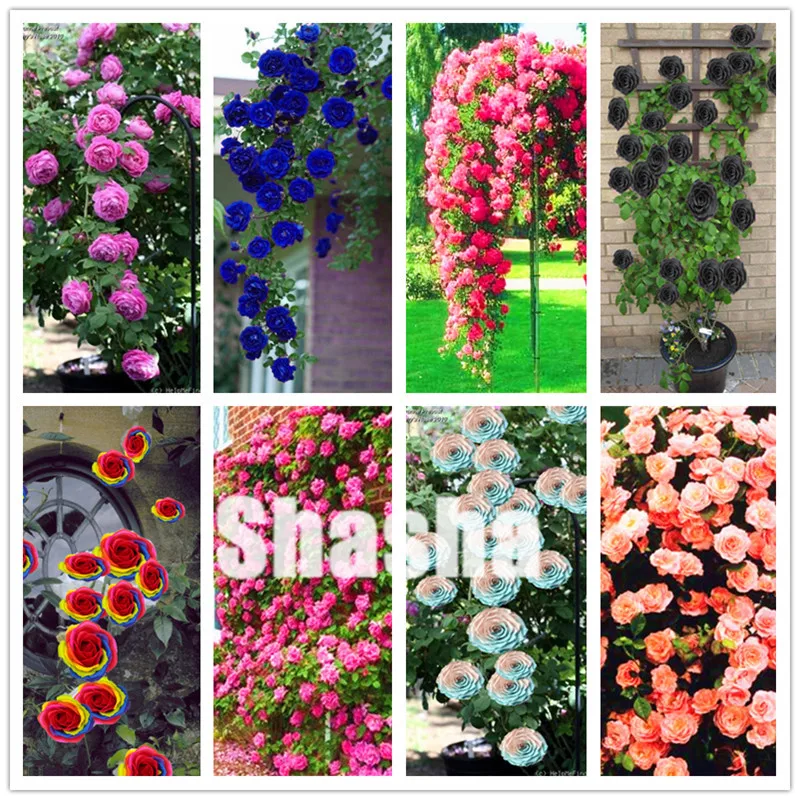 100 pcs/bag mix color Climbing Flower Climbing Rose Plants Polyantha rose Plantas,beautiful bonsai Plant for home garden
100 pcs/bag mix color Climbing Flower Climbing Rose Plants Polyantha rose Plantas,beautiful bonsai Plant for home garden