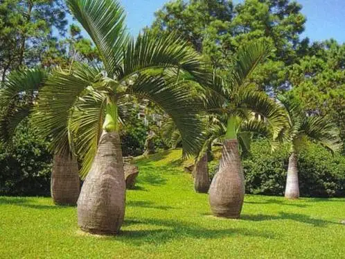10pcs Palm Bottle Tree semillas Exotic Plants Tree Bonsai Tropical Ornamental sementes
10pcs Palm Bottle Tree semillas Exotic Plants Tree Bonsai Tropical Ornamental sementes