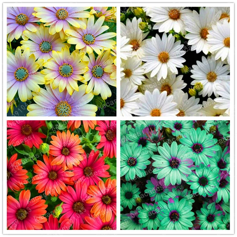 100Pcs/ Chrysanthemum bonsai Beautiful Flower plants Perennial Home Garden Plant Gerbera Chrysanthemum 
100Pcs/ Chrysanthemum bonsai Beautiful Flower plants Perennial Home Garden Plant Gerbera Chrysanthemum