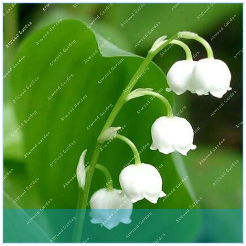 ZLKING 100Pcs Lily Of The Valley Flower Indoor Rare Bell Orchid color Bonsai Plants Balcony potted DIY Home garden
ZLKING 100Pcs Lily Of The Valley Flower Indoor Rare Bell Orchid color Bonsai Plants Balcony potted DIY Home garden