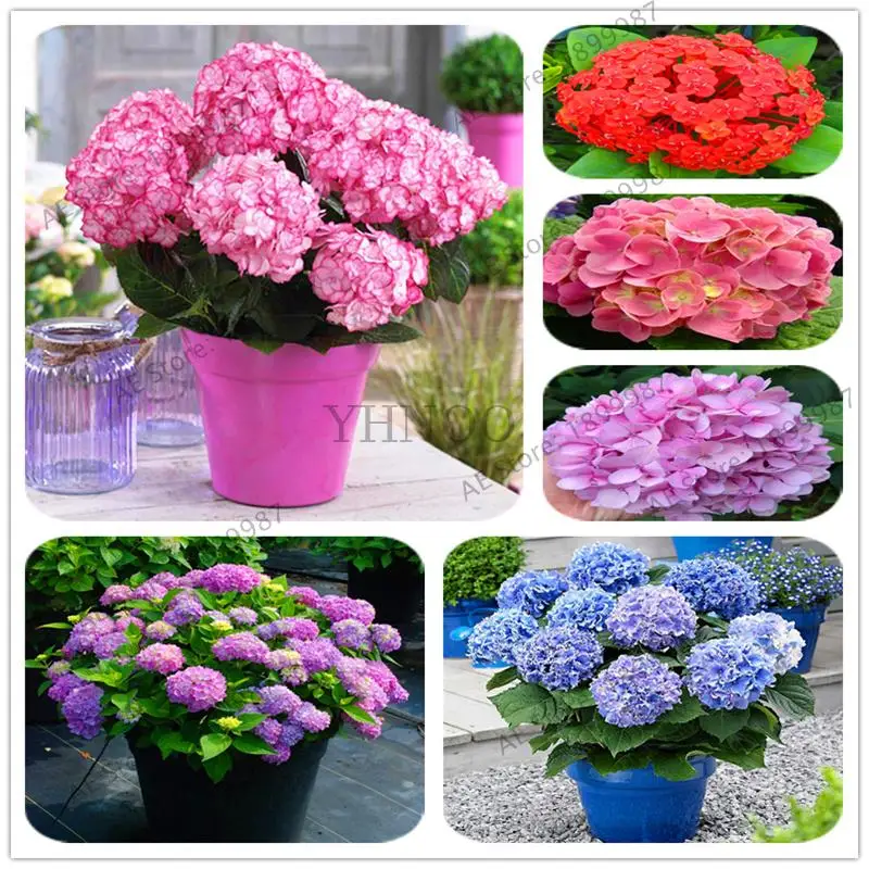10 Pcs/Bag Mixed Hydrangea Flower Bonsai Indoor Bonsai Plant Flowers for Home Garden Outdoor Health* Beauty Planting
10 Pcs/Bag Mixed Hydrangea Flower Bonsai Indoor Bonsai Plant Flowers for Home Garden Outdoor Health* Beauty Planting