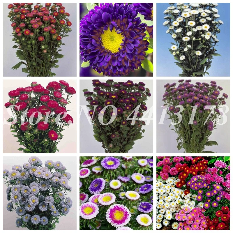150 pcs/bag Bonsai Aster Flower Outdoor Bonsai Flower Colorful Chrysanthemum Plant Perennial Flowers Home Garden Plant Easy Grow
150 pcs/bag Bonsai Aster Flower Outdoor Bonsai Flower Colorful Chrysanthemum Plant Perennial Flowers Home Garden Plant Easy Grow