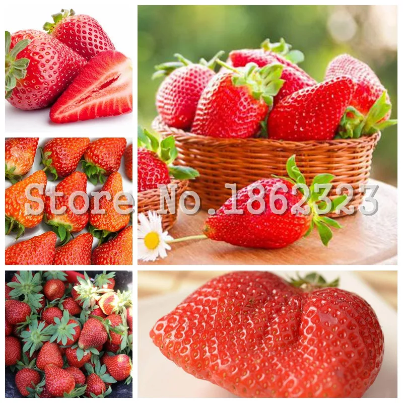 Sales! 100Pcs Bonsai Strawberry bonsai Delicious Sweet Fruit bonsai Easy To Grow Outdoor Plant Beautiful Garden Flower bonsai
Sales! 100Pcs Bonsai Strawberry bonsai Delicious Sweet Fruit bonsai Easy To Grow Outdoor Plant Beautiful Garden Flower bonsai