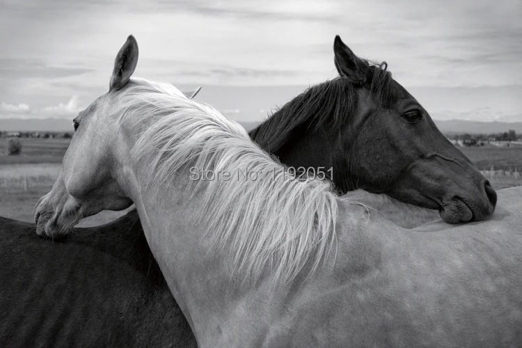 black and white pictures frameless painting animal still life pictures horses in love canvas prints
black and white pictures frameless painting animal still life pictures horses in love canvas prints