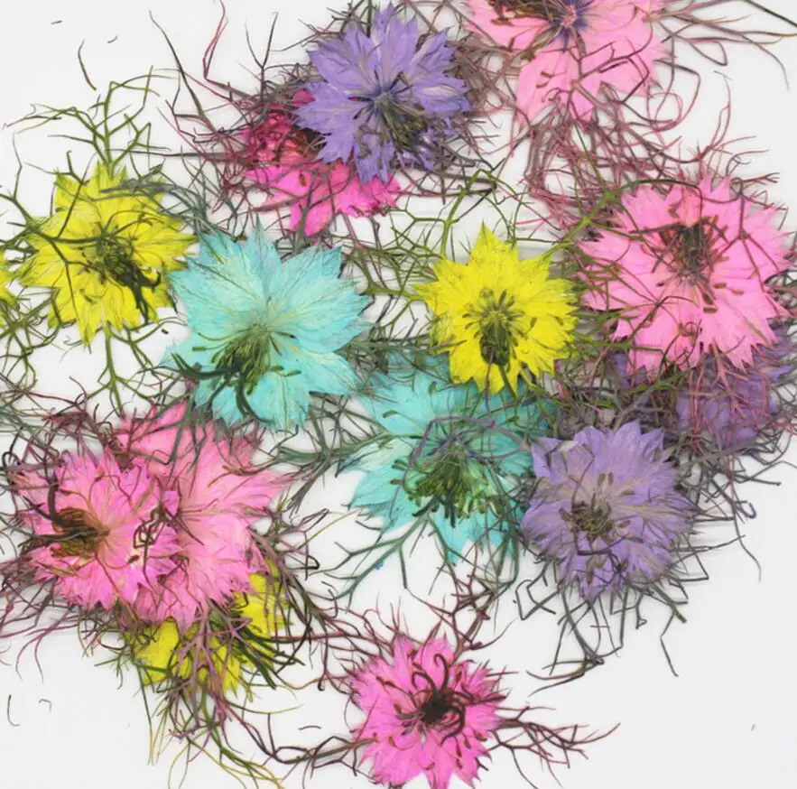 120pcs Pressed Dried Nigella damascena Flower Plants Herbarium For Jewelry Making Postcard Frame Phone Case Craft DIY
120pcs Pressed Dried Nigella damascena Flower Plants Herbarium For Jewelry Making Postcard Frame Phone Case Craft DIY