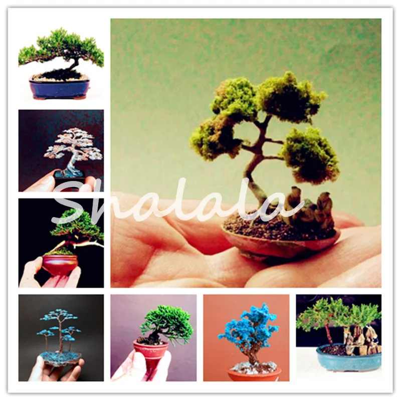 50 Pcs genuine Juniper bonsai indoor tree potted flowers office bonsai purify the air absorb harmful gases garden seedsplants
50 Pcs genuine Juniper bonsai indoor tree potted flowers office bonsai purify the air absorb harmful gases garden seedsplants