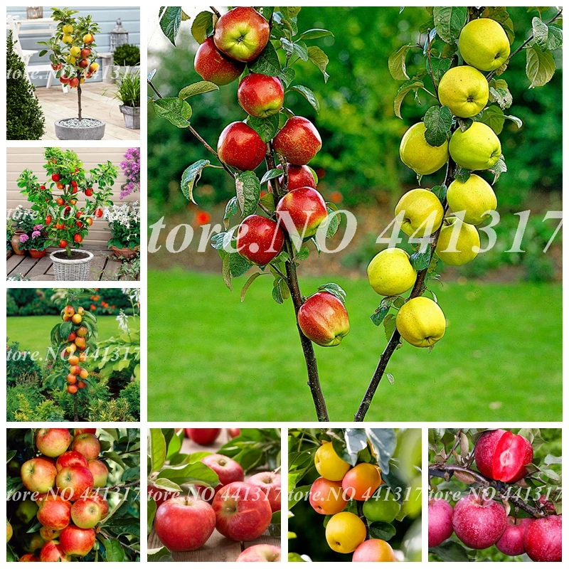 30 pcs/ bag Dwarf Apple Bonsai Miniature Apple Tree Sweet Indoor & Outdoor Organic Fruit Vegetable Potted Planta DIY Home Garden
30 pcs/ bag Dwarf Apple Bonsai Miniature Apple Tree Sweet Indoor & Outdoor Organic Fruit Vegetable Potted Planta DIY Home Garden