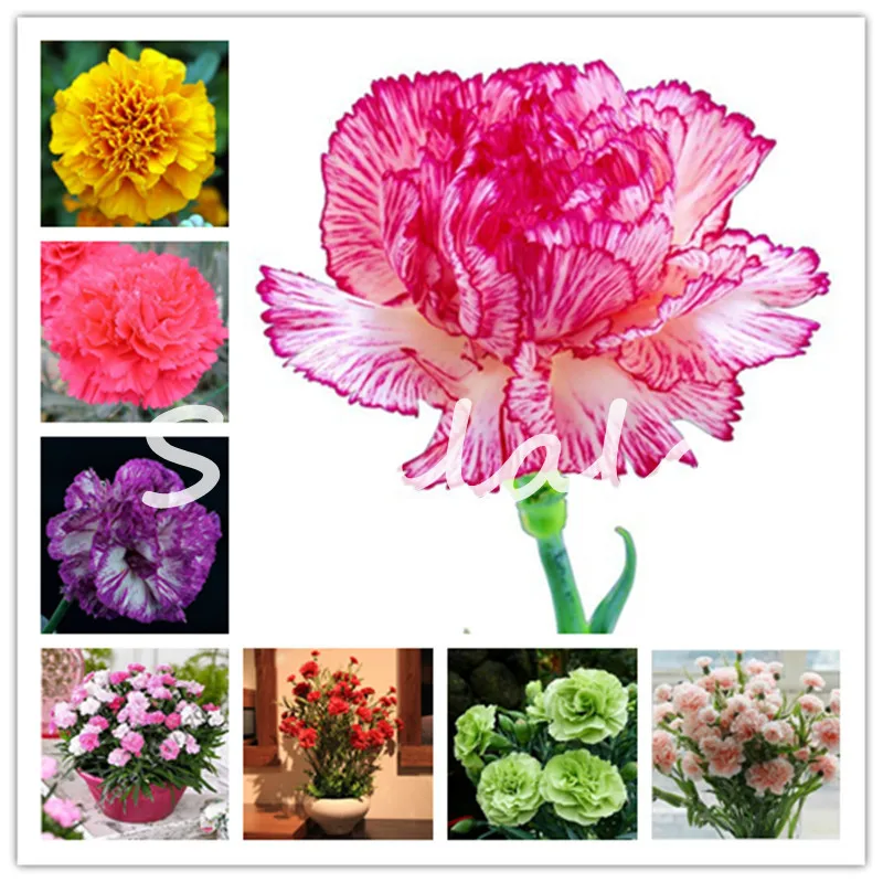 Sale !!! 100 pcs Edge Carnation Bonsai Dianthus Caryophyllus Flowers Outdoor Blooming Potted Rare Mother Love Garden Plant
Sale !!! 100 pcs Edge Carnation Bonsai Dianthus Caryophyllus Flowers Outdoor Blooming Potted Rare Mother Love Garden Plant