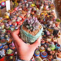 200pcs Mixed Succulent Plant Lithops Ass Flower Potted Mini Bonsai For Home Garden Supplies High Germination Rate image