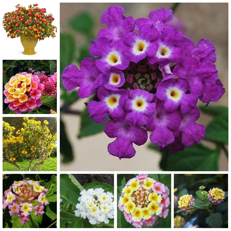 50 PCS Imported Lantana Camara Plant Five Colors Hydrangea Flower Perennial Bonsai Ornamental Planta For Home Garden Decor
50 PCS Imported Lantana Camara Plant Five Colors Hydrangea Flower Perennial Bonsai Ornamental Planta For Home Garden Decor