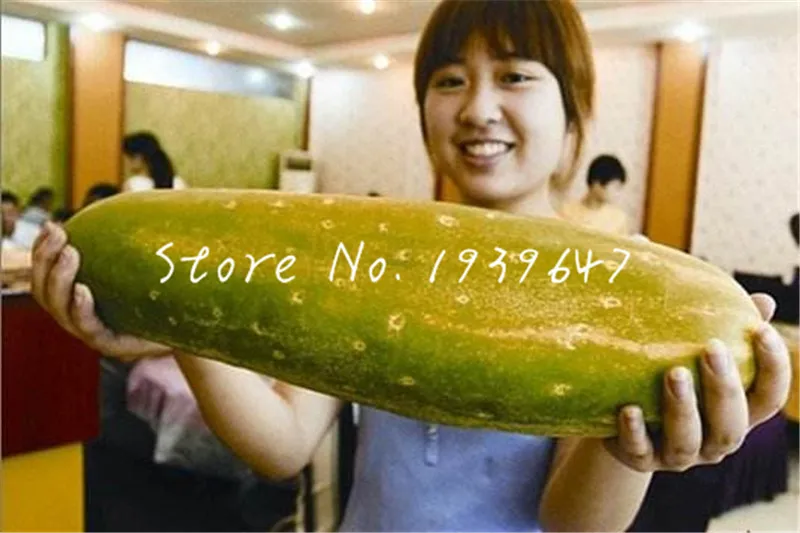 Giant Cucumber Bonsai 100 Pcs Japanese Long Cucumber Bonsai Vegetable Bonsai For Home Non-GMO Bonsai Vegetables For Home Garden
Giant Cucumber Bonsai 100 Pcs Japanese Long Cucumber Bonsai Vegetable Bonsai For Home Non-GMO Bonsai Vegetables For Home Garden