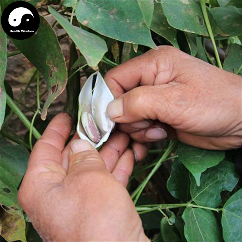 Buy Color Kidney Beans Vegetable Semente 30pcs Plant Chinese Bean Phaseolus Vulgaris
Buy Color Kidney Beans Vegetable Semente 30pcs Plant Chinese Bean Phaseolus Vulgaris
